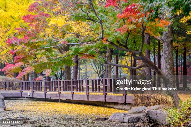 autumn in south korea: view of autumn colors in nami island. - chuncheon fotos fotografías e imágenes de stock