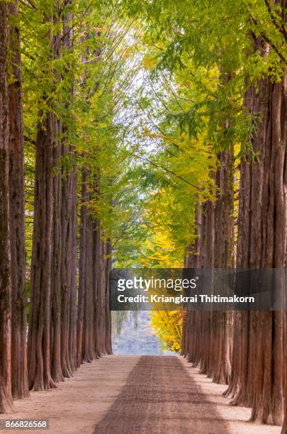 autumn in south korea: beautiful autumn colors of pine trees on namisum island. - chuncheon fotos fotografías e imágenes de stock