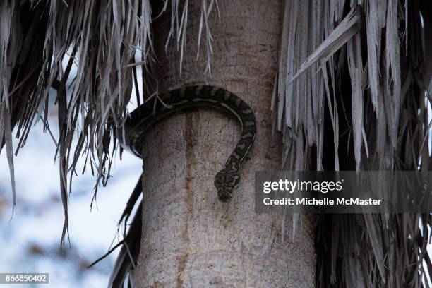 Carpet python is seen before it lifts a possum into a tree on October 22, 2017 in Brisbane, Australia. The incident happened in the backyard of...