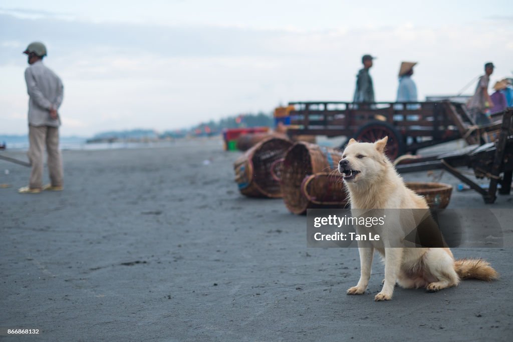 White wolf is sitting on the beach near Long Hai market.