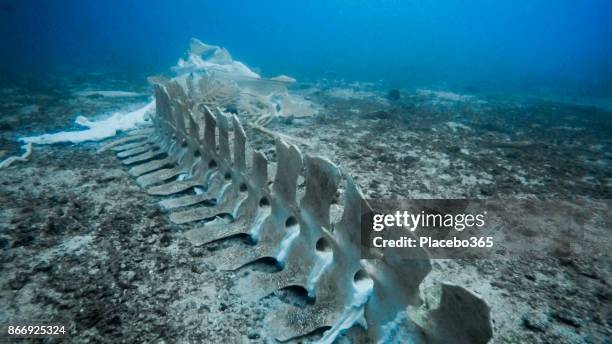 esqueleto de la rara ballena bajo el agua - micrófago filtrador fotografías e imágenes de stock