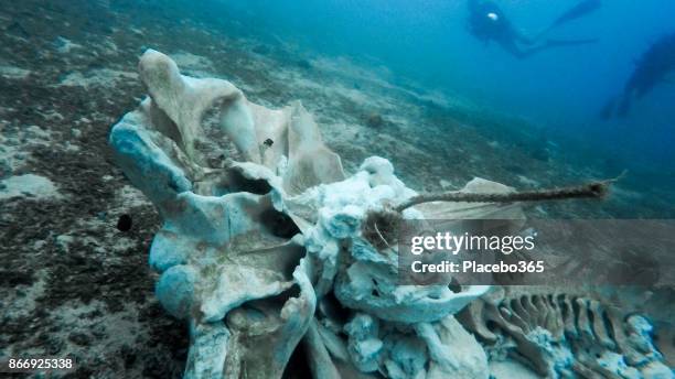 taucher mit seltenen wal-skelett unterwasser - human jaw bone stock-fotos und bilder