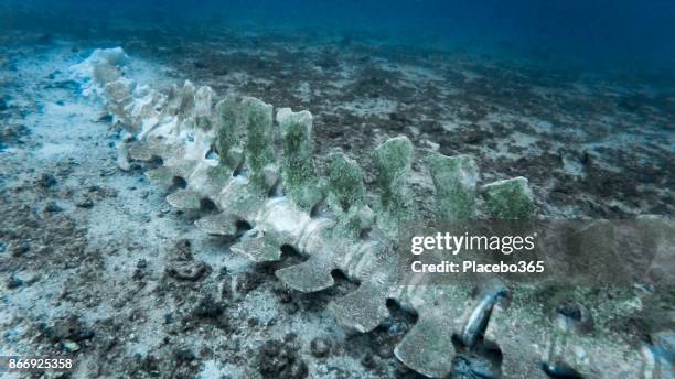 esqueleto de la rara ballena bajo el agua - micrófago filtrador fotografías e imágenes de stock