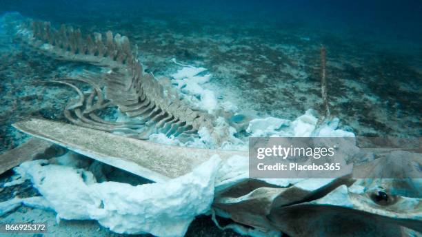 esqueleto de baleia rara debaixo d'água - animal skeleton - fotografias e filmes do acervo