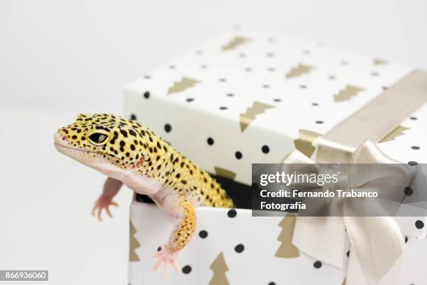 animal in a gift box - funny christmas gift stockfoto's en -beelden