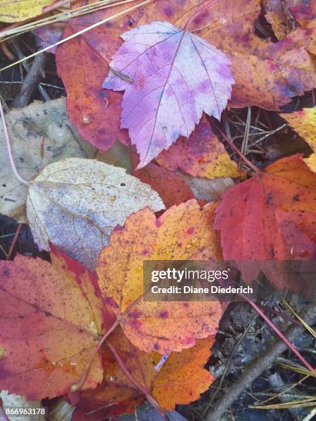 autumn leaves - diane diederich - fotografias e filmes do acervo