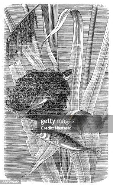 sea stickleback (gasterosteus laevis) nest - stickleback fish stock illustrations