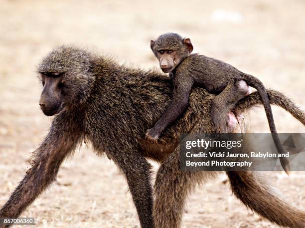 olive baboon with young on back in samburu, kenya - animal back stock pictures, royalty-free photos & images