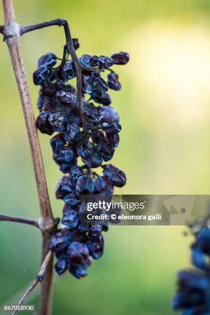 dry grapes - raisin stock pictures, royalty-free photos & images