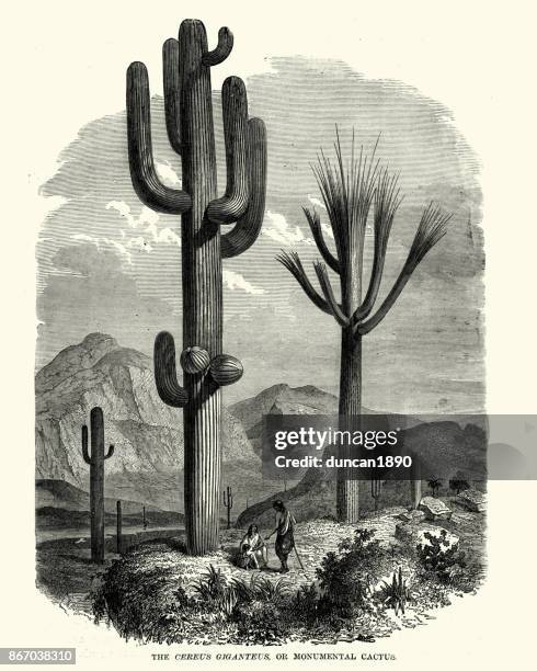 saguaro (carnegiea gigantea), 19. jahrhundert - südwestliche bundesstaaten der usa stock-grafiken, -clipart, -cartoons und -symbole