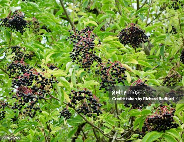 elderberries on a tree - elderberry stock-fotos und bilder