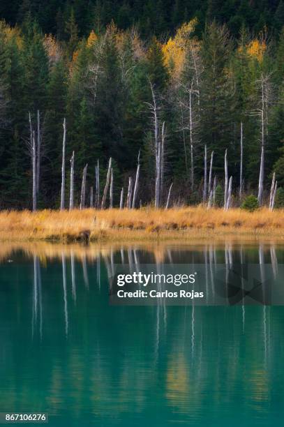 autumn reflections - portage glacier stock pictures, royalty-free photos & images