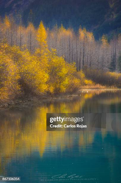 spawning salmon in late autumn - foresta nazionale di chugach foto e immagini stock