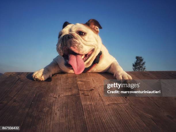 perro en la parte superior goza de éxito - snout fotografías e imágenes de stock