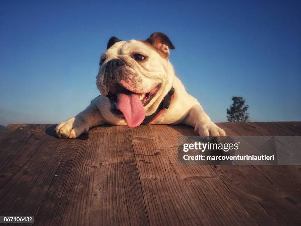 chien en haut un succès - snout photos et images de collection