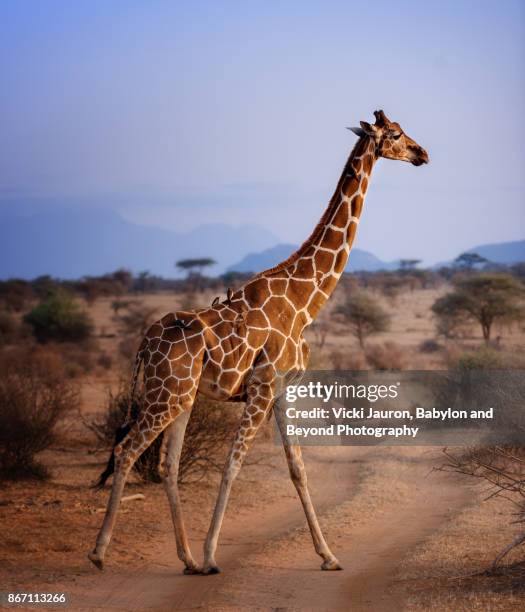 Reticulated Pattern Photos and Premium High Res Pictures - Getty Images