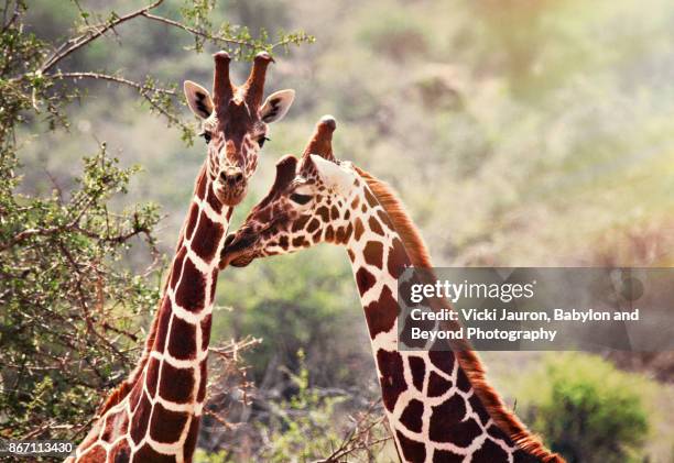 two reticulated giraffes in sunlight - necking stock-fotos und bilder