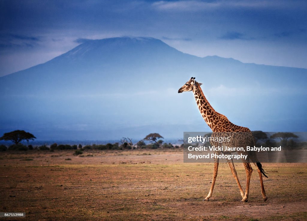 Giraffe Walking in Front of Mount Kilimanjaro in Amboseli