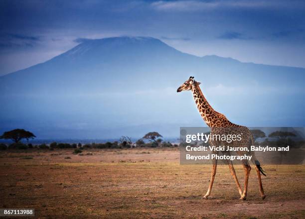 giraffe walking in front of mount kilimanjaro in amboseli - amboseli national park bildbanksfoton och bilder