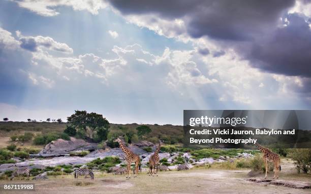 dramatic sky with giraffes and zebra in masai mara, kenya - masai mara national reserve stock pictures, royalty-free photos & images