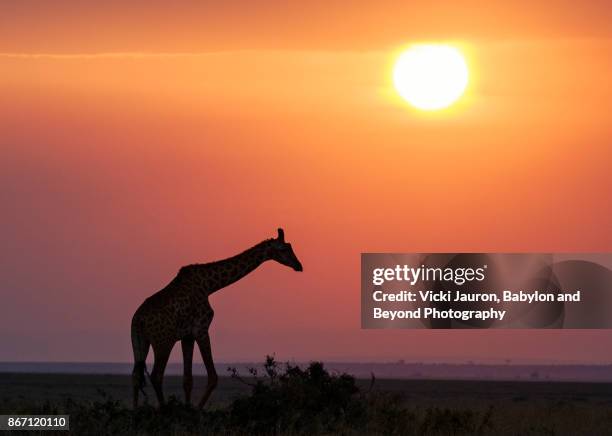 silhouette of a masai giraffe at sunset in masai mara, kenya - giraffe stock pictures, royalty-free photos & images