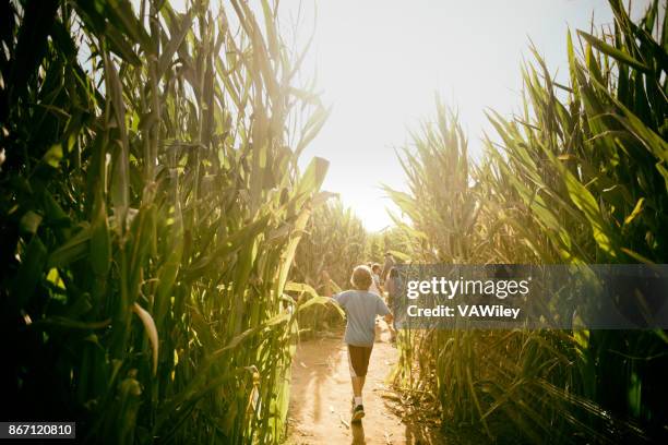 running into october harvest - corn stock pictures, royalty-free photos & images