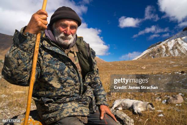 shepherd and dog bringing their flock of 1050 sheep down from the higher pastures as winter approaches, near kazbegi, georgia (model release) - georgian man stock pictures, royalty-free photos & images