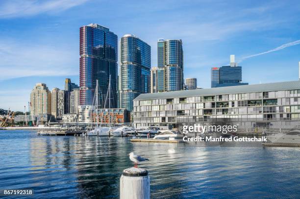 sydney wharf and international towers - einzelnes tier stock-fotos und bilder