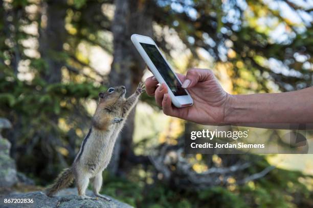 taking a photo of a chipmunk - photo messaging stock pictures, royalty-free photos & images