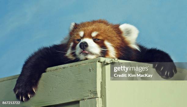 red panda ready for a nap - panda animal ストックフォトと画像