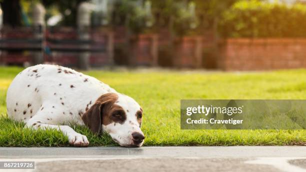 lazy sleepy dog is lying down on lawn - puppy lying down stock pictures, royalty-free photos & images