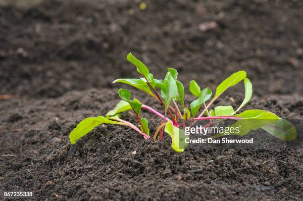 spring vegetable sprout in fresh garden soil - portland, oregon - dan sherwood photography - fotografias e filmes do acervo