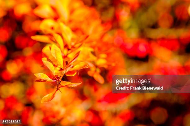 Barberry bush covered with red berries.