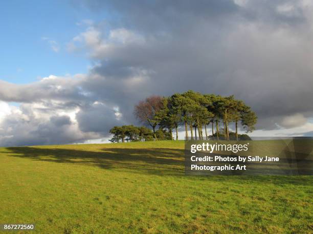 copse on the hill - slyskog bildbanksfoton och bilder