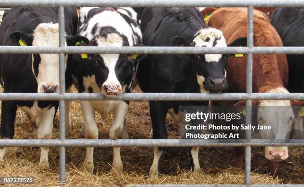 cows behind bars - skewbald stock pictures, royalty-free photos & images