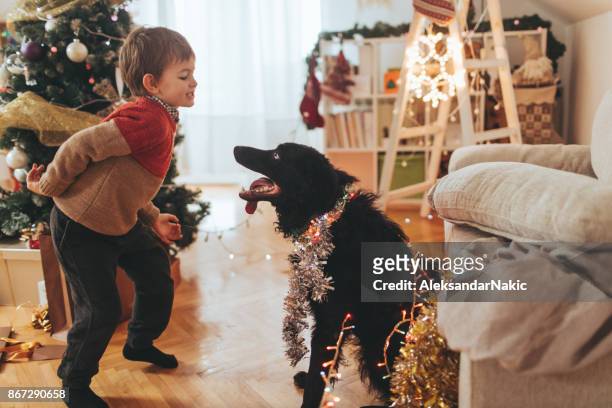 celebrating new year's eve - dog christmas present stock pictures, royalty-free photos & images