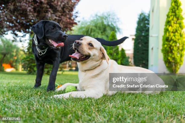 black and white labradors - two dogs stock pictures, royalty-free photos & images