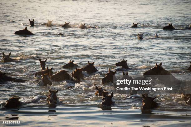 Ponies swim to the eastern shore of Chincoteague Island during the 92nd annual Chincoteague Pony Swim in Chincoteague, Virginia, on July 26, 2017.