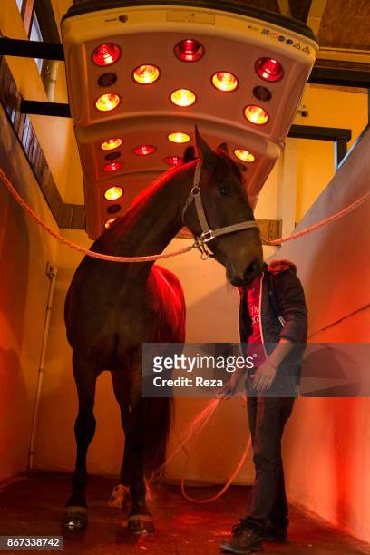 International equestrian center of Erbil. Training for an important show jumping competition. A regular use of the the infrared lamp allows horses to...
