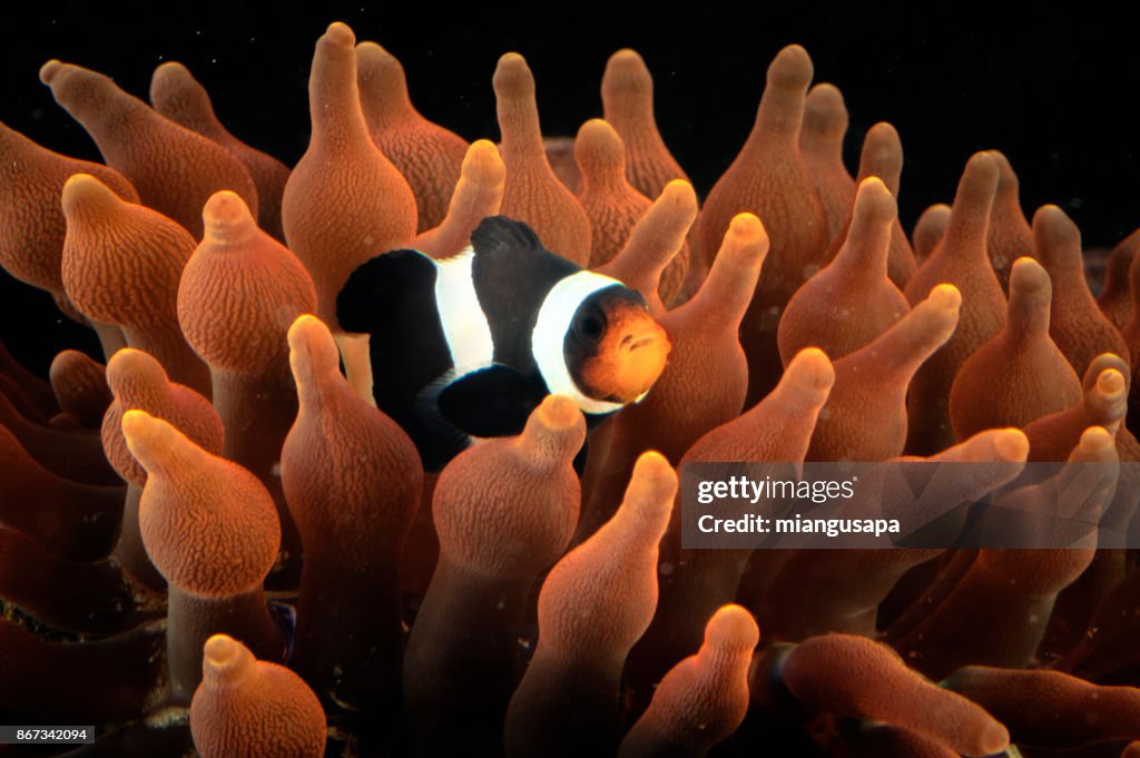 Symbiosis clown fish anemone