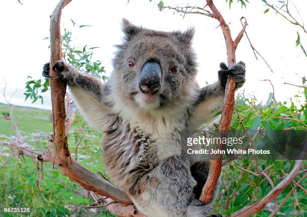 koala in a gum tree - koala stock pictures, royalty-free photos & images