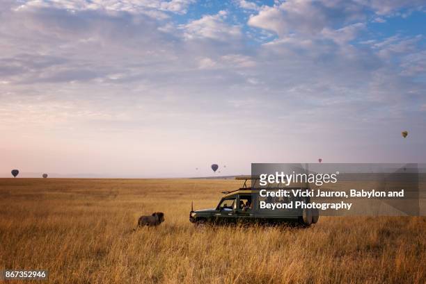 lion crossing in front of safari vehicle and hot air balloons in masai mara - african safari imagens e fotografias de stock