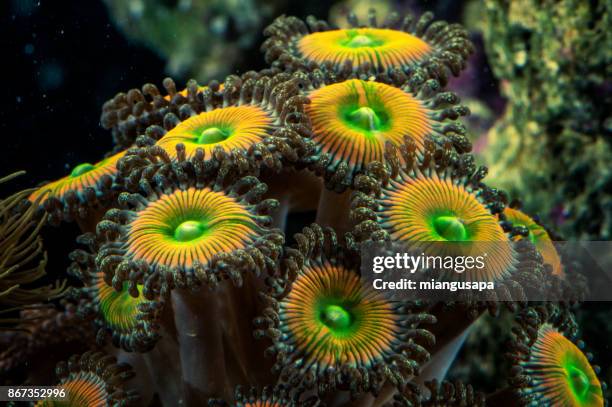 zoanthids sunny - yellow zoanthid stock pictures, royalty-free photos & images