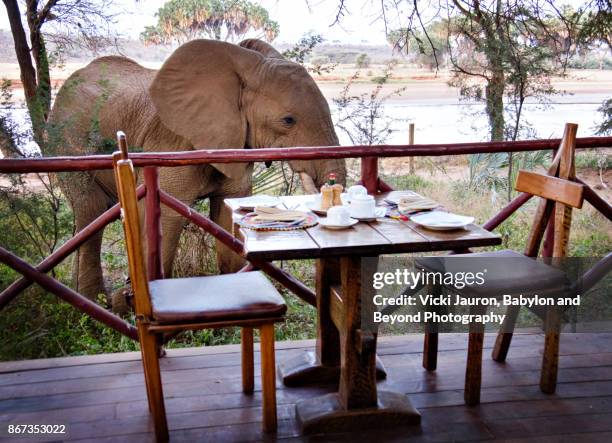 elephant looking at dining table in samburu - samburu foto e immagini stock