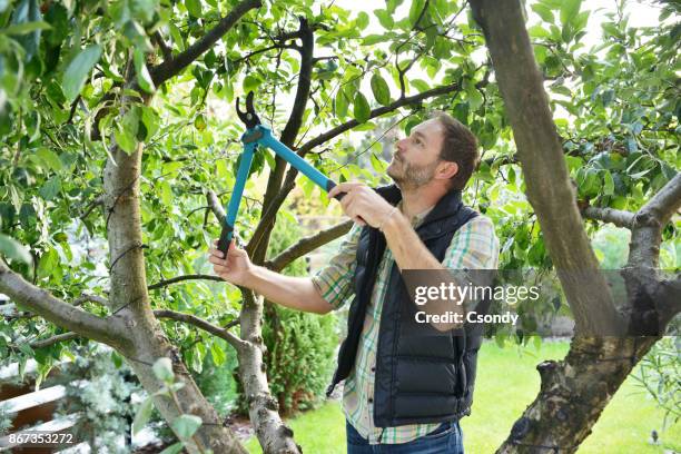 gardening man landscaping trees - tree pruning stock pictures, royalty-free photos & images