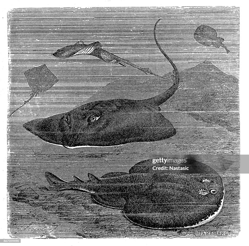 Common skate and marbled electric ray