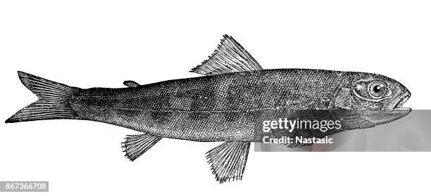 salmon - atlantic salmon stock illustrations
