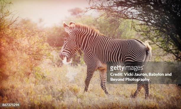 grevy's zebra in hazy morning light in laikipia - grevys zebra stock pictures, royalty-free photos & images