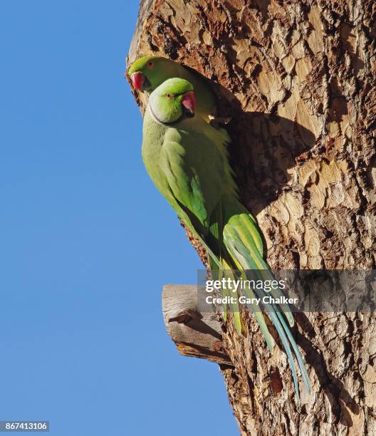 ring-necked parakeet [psittacula krameri] - kingston upon thames - fotografias e filmes do acervo