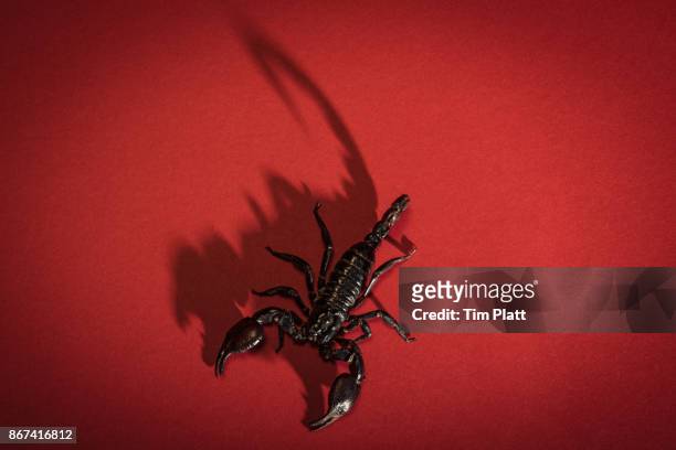 black scorpion - scorpions foto e immagini stock
